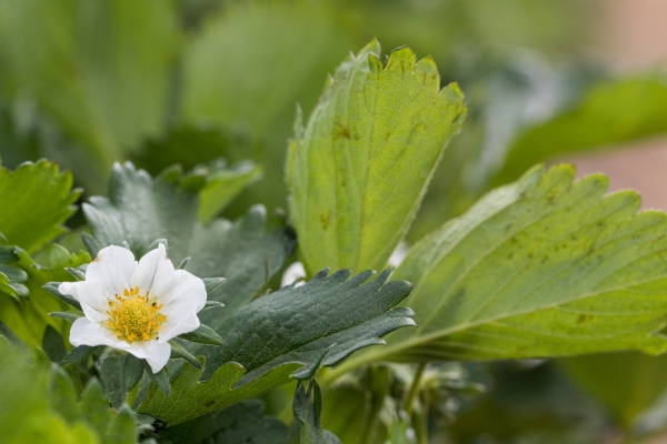 Projekt Monitoring citlivosti populací Botrytis cinerea k fungicidům ve vztahu k inovaci integrované ochrany jahodníku, obsahu reziduí a skladování.