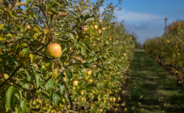 2. Demonstrační farma 2026